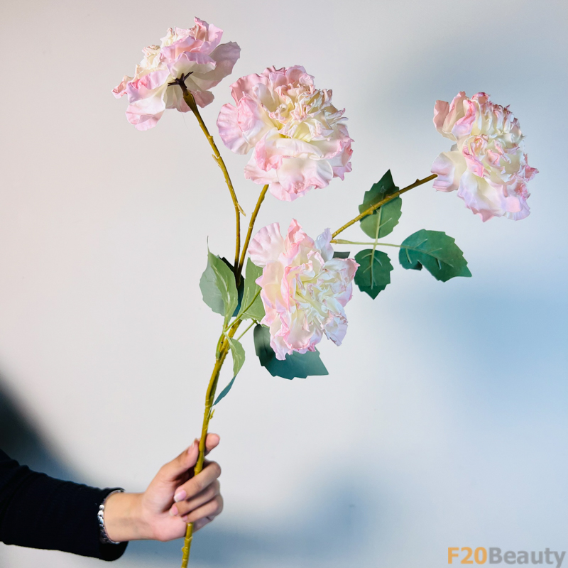 Hoa Hồng Muscosa 4 Bông Màu Hồng: Sự Quyến Rũ và Tươi Mát