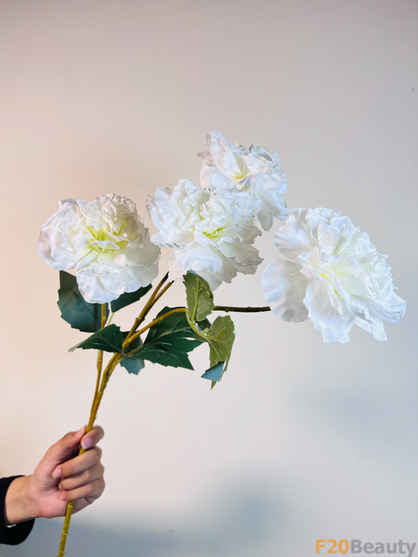 Hoa Hồng Muscosa 4 Bông Màu Trắng: Vẻ Đẹp Tinh Tế và Mê Hoặc