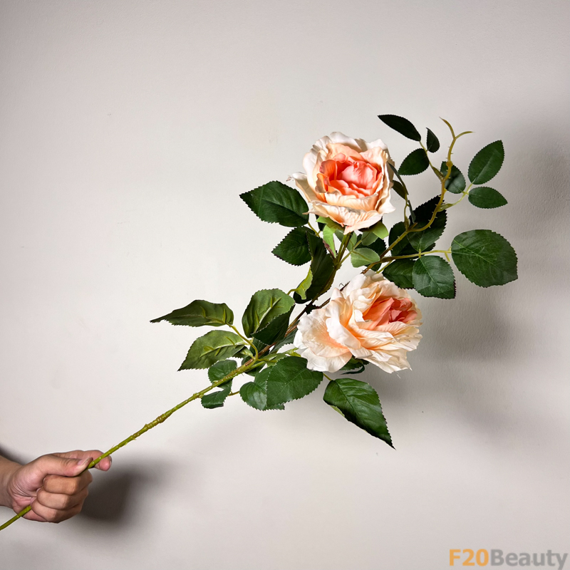 Sự Phong Cách và Quyến Rũ: Hoa Hồng Madame Alfred Carriere Màu Cam Trong Vườn