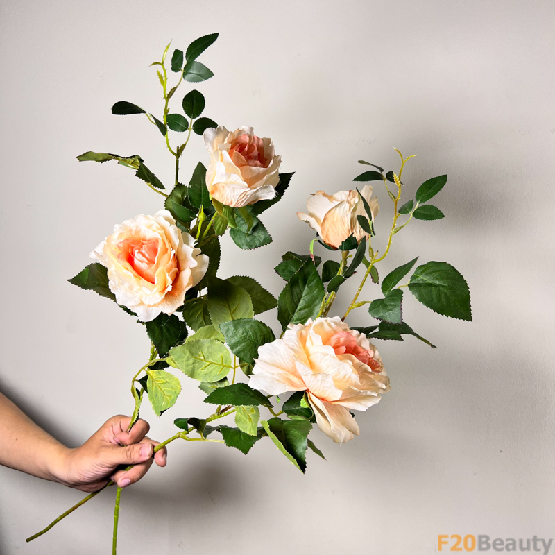 Hoa hồng Madame Alfred Carriere màu cam