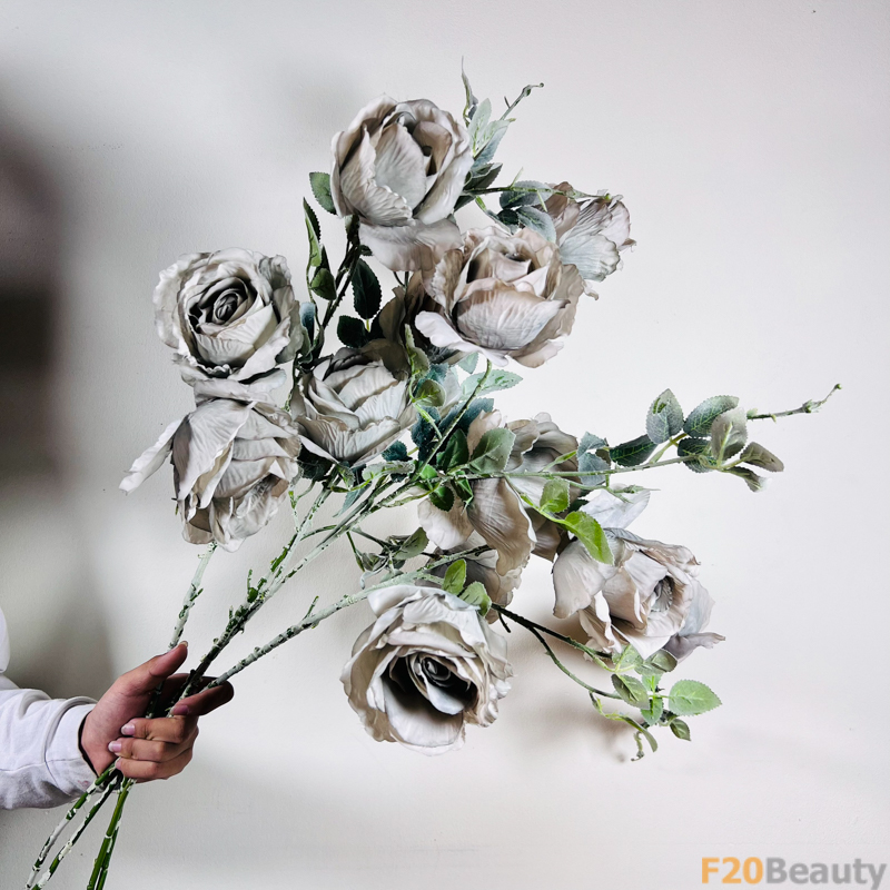 Hoa hồng Madame Alfred Carriere xám