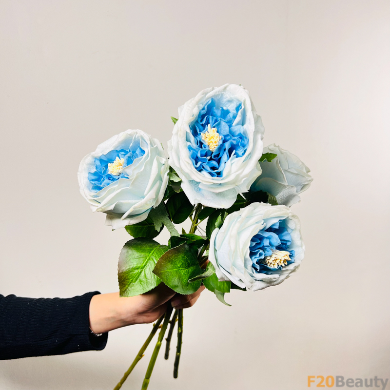 Hoa hồng David Austin xanh dương