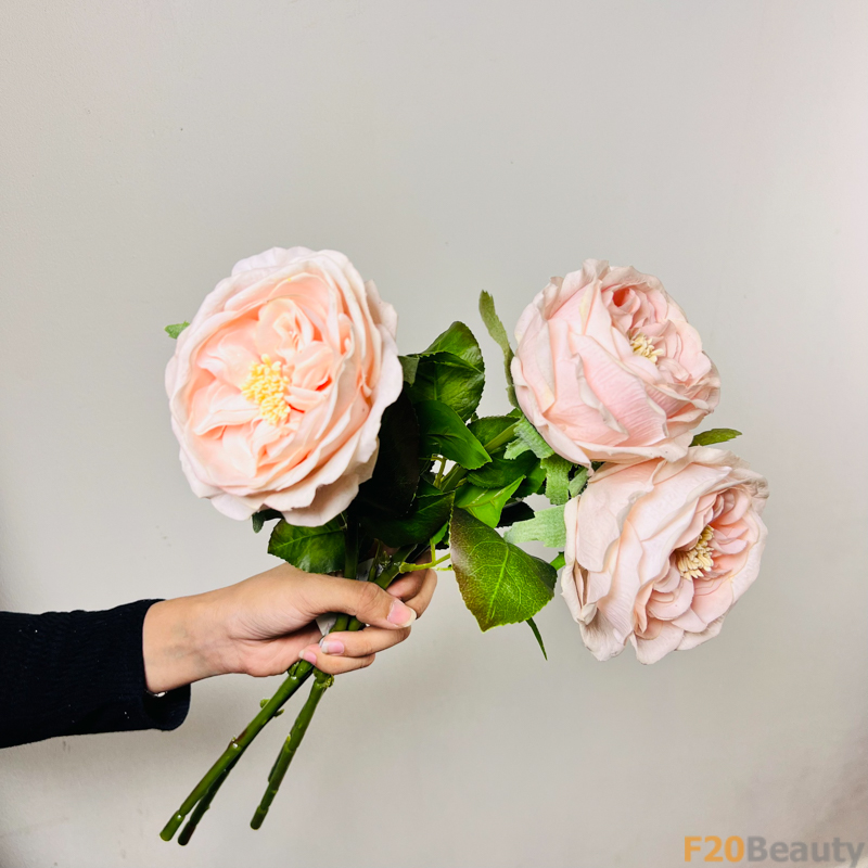 Hoa hồng David Austin hồng nhạt