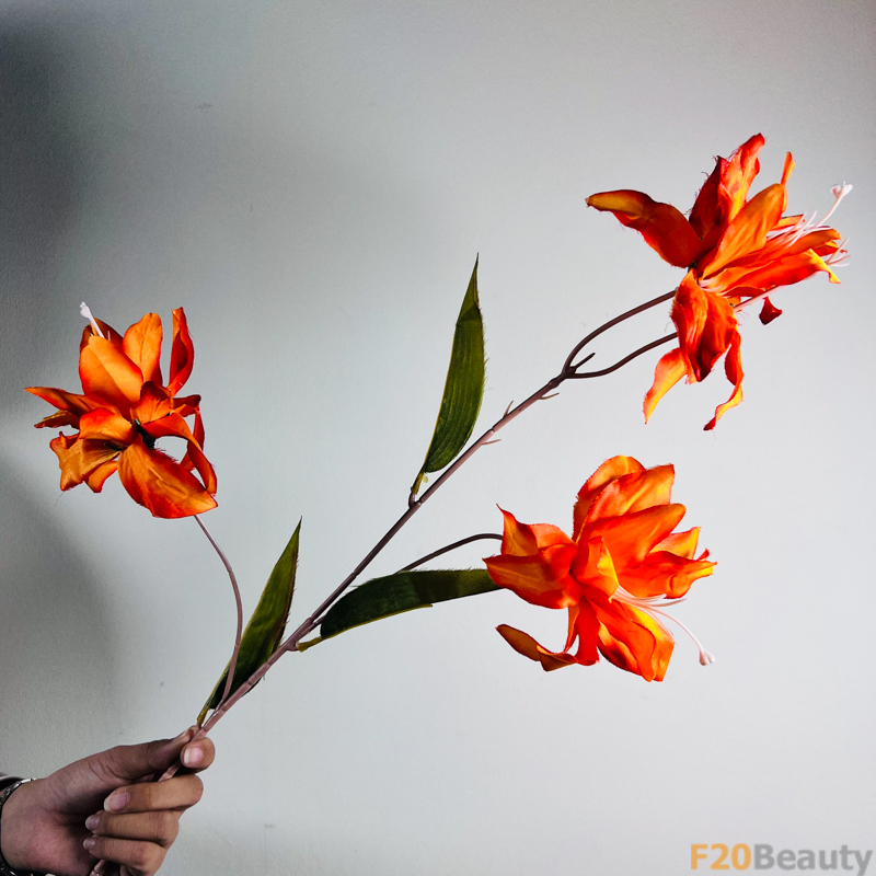 Hoa Diên Vĩ Sparaxis: Sắc Cam Rực Rỡ Trong Hòn Đảo Mùa Xuân