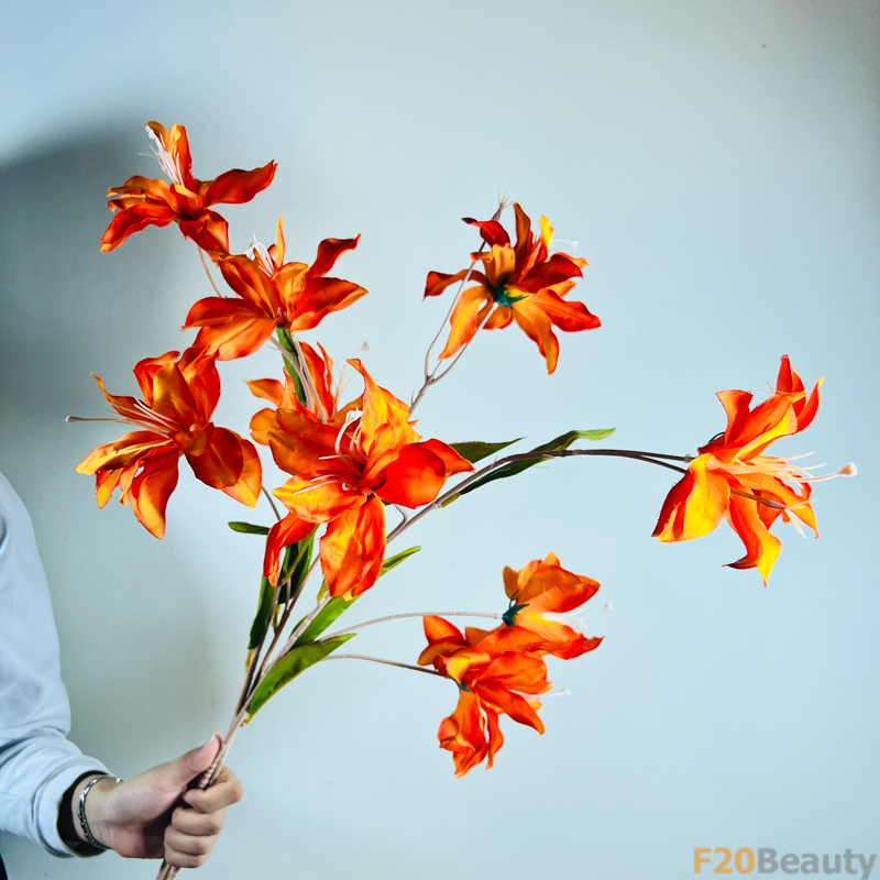 Hoa Diên Vĩ Sparaxis: Vẻ Đẹp Sôi Động và Tươi Mát Của Sắc Cam