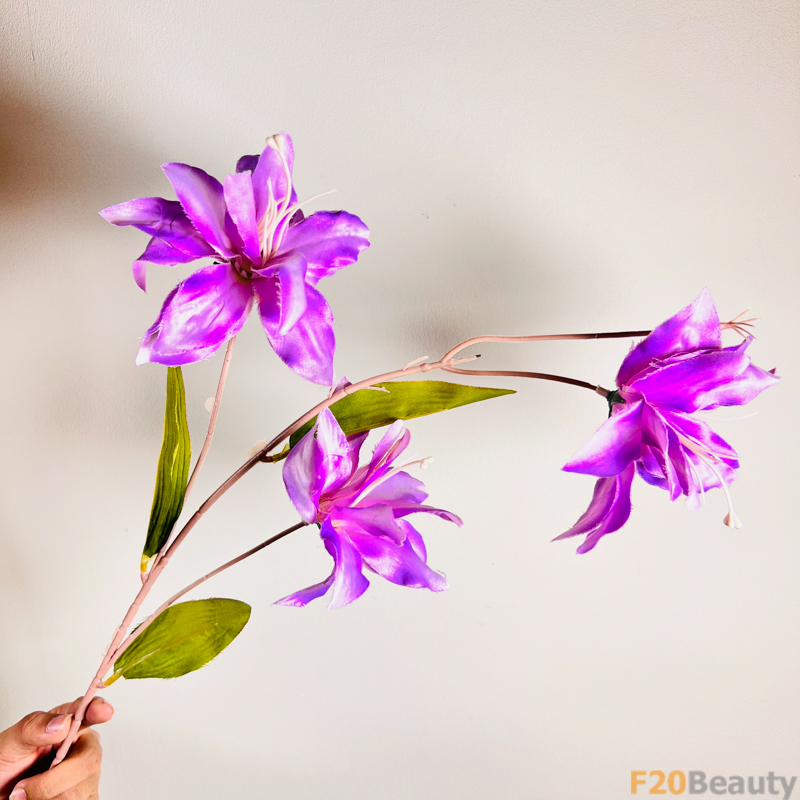 Hoa Diên Vĩ Sparaxis: Sắc Tím Cổ Điển và Sức Hút Tuyệt Vời