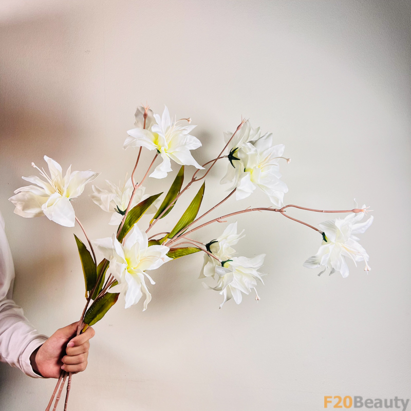 Hoa Diên Vĩ Sparaxis: Sắc Trắng Thuần Khiết và Sức Hút Tuyệt Vời