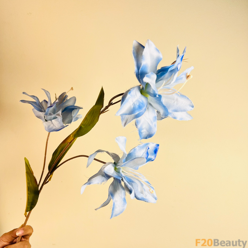 Hoa Diên Vĩ Sparaxis Xanh Nhẹ Nhàng: Sự Thanh Thản và Tự Do