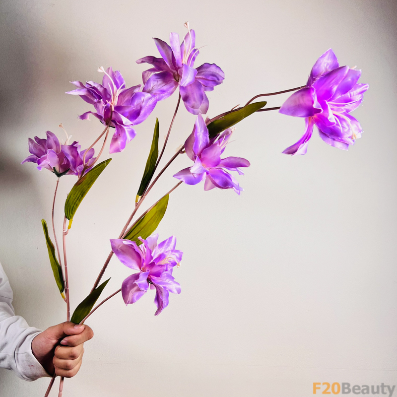 Hoa diên vĩ Sparaxis hồng tím