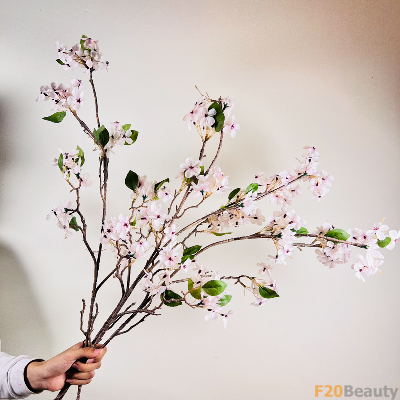 Hoa anh đào mận hồng trắng