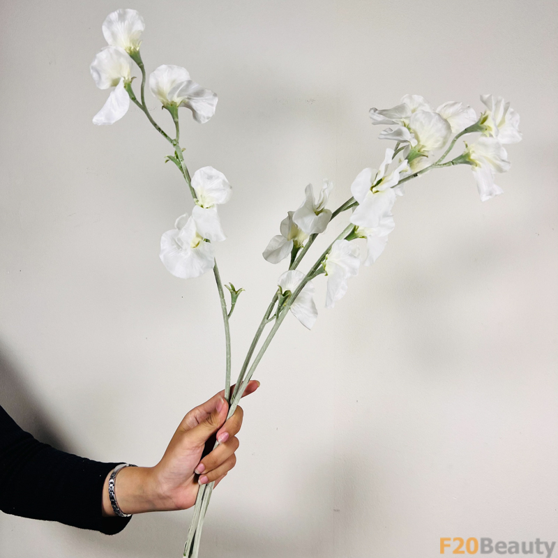 Hoa đậu biếc màu trắng