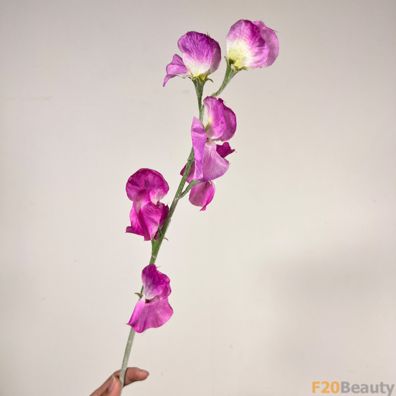 Hoa Đậu Biếc Tím: Nét Tự Nhiên Duyên Dáng