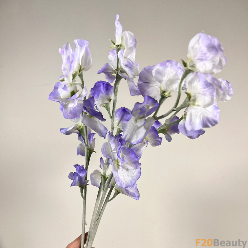 Hoa Đậu Biếc Xanh Dương Nhạt: Sự Dịu Dàng và Quyến Rũ Độc Đáo