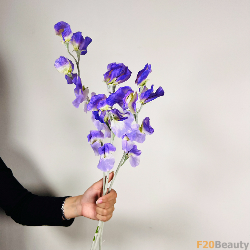 Hoa đậu biếc tím đậm