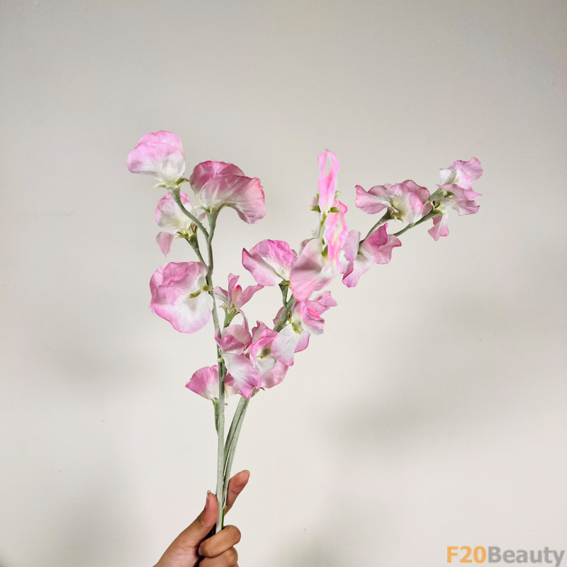 Hoa đậu biếc hồng nhạt