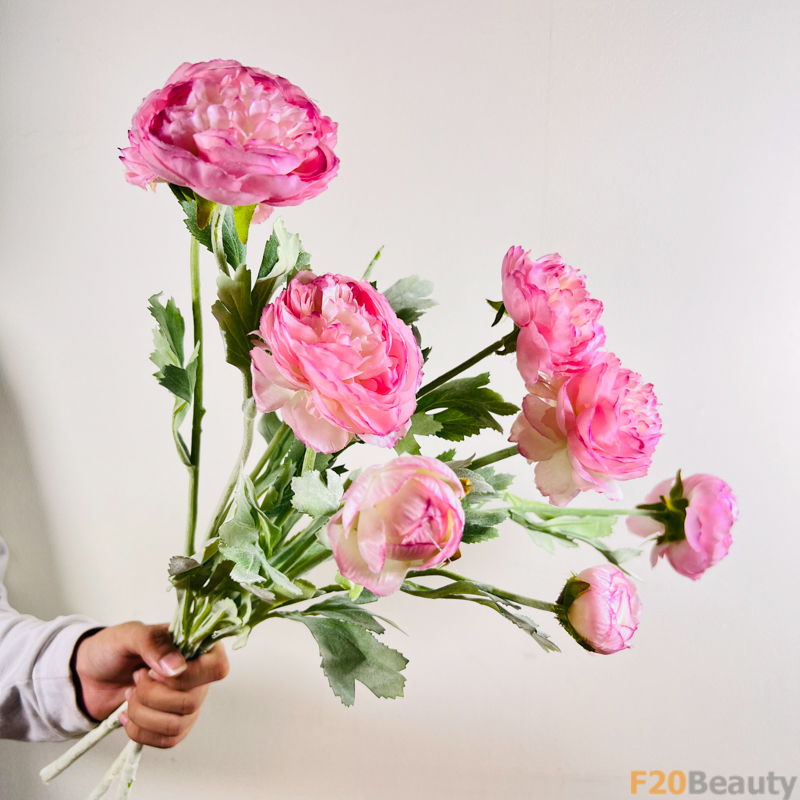 Hoa hồng David Austin nhánh 3 bông hồng nhạt