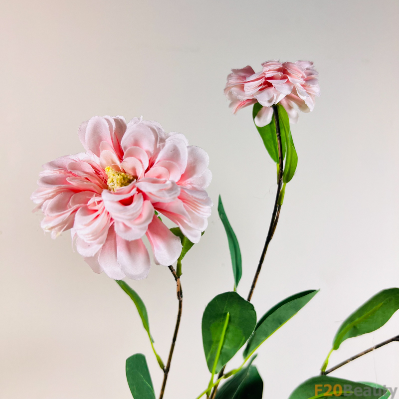 Sắc Hồng Dịu Dàng: Cúc Zinnia và Vẻ Đẹp Tươi Sáng của Mùa Hè