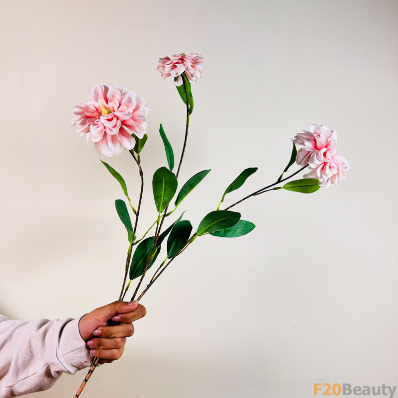 Hoa Cúc Zinnia Màu Hồng: Sự Tinh Tế và Thanh Lịch Mùa Hè