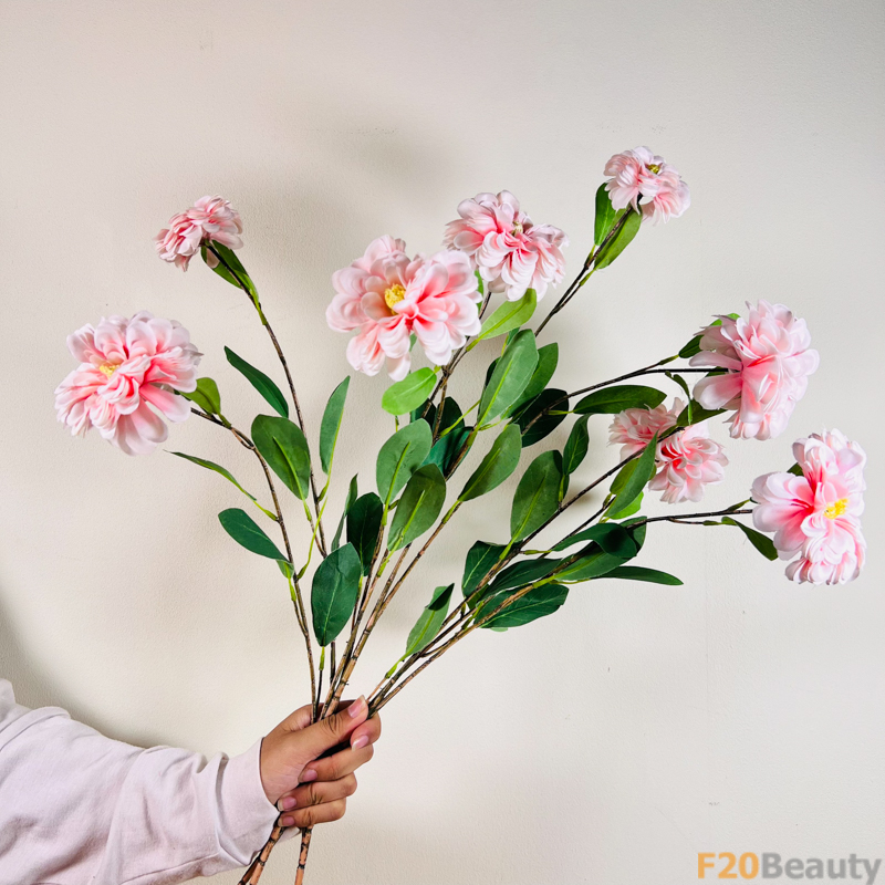 Hoa cúc Zinnia hồng nhạt