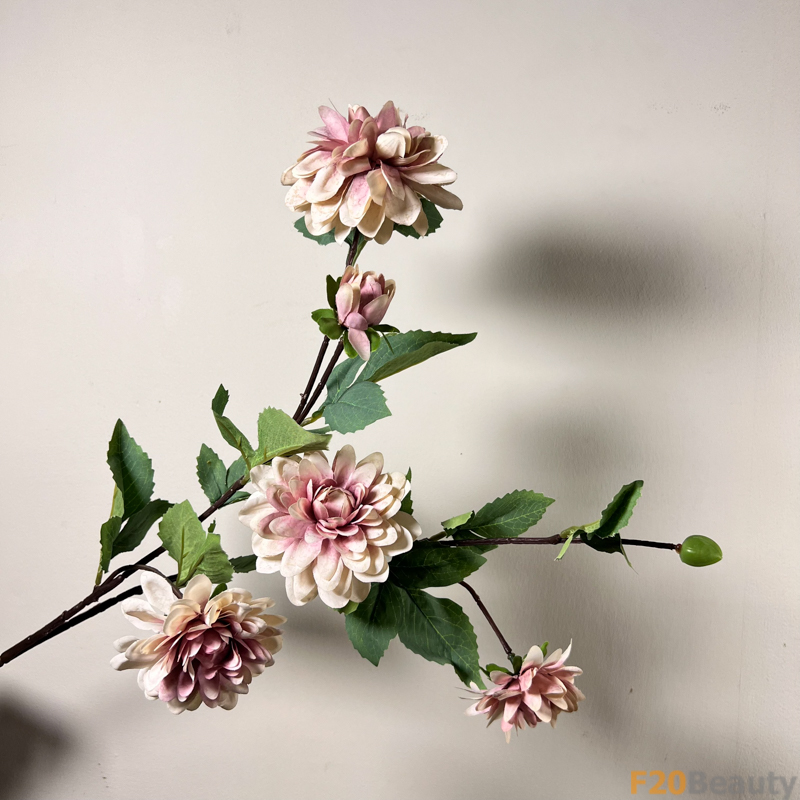 Hoa cúc Zinnia màu tím