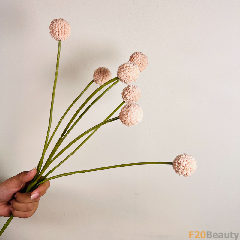 Mùa Hè Rực Rỡ: Cúc Ping Pong Hồng và Sự Nổi Bật của Màu Sắc