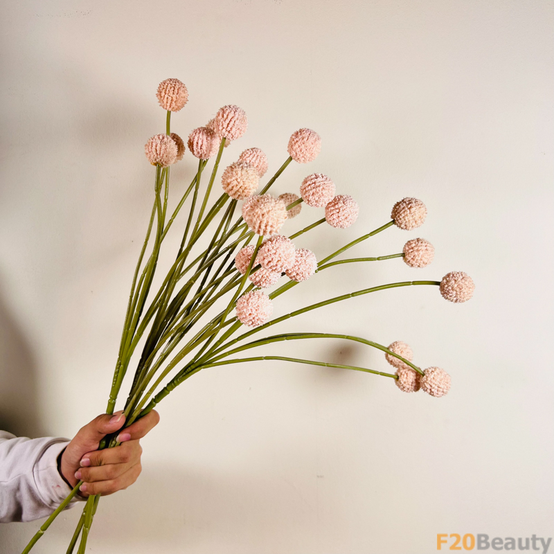 Sự Quyến Rũ Tự Nhiên: Cúc Ping Pong Hồng và Vẻ Đẹp Tươi Sáng