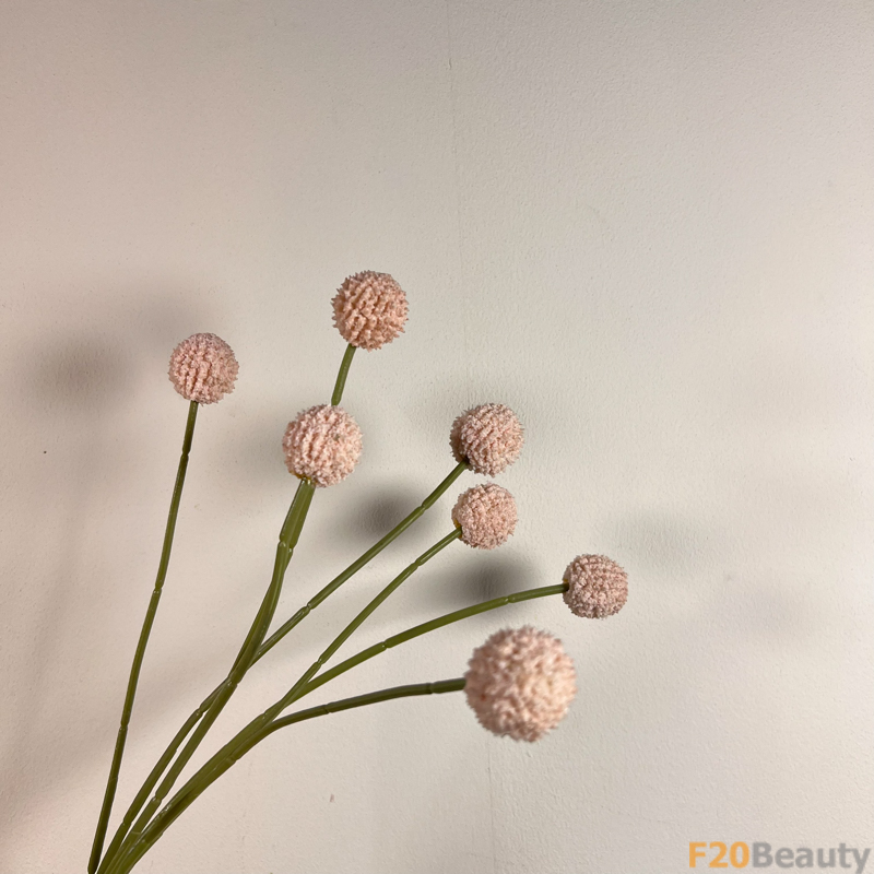 Sắc Hồng Quyến Rũ: Cúc Ping Pong Hồng và Sự Mê Hoặc của Mùa Hè