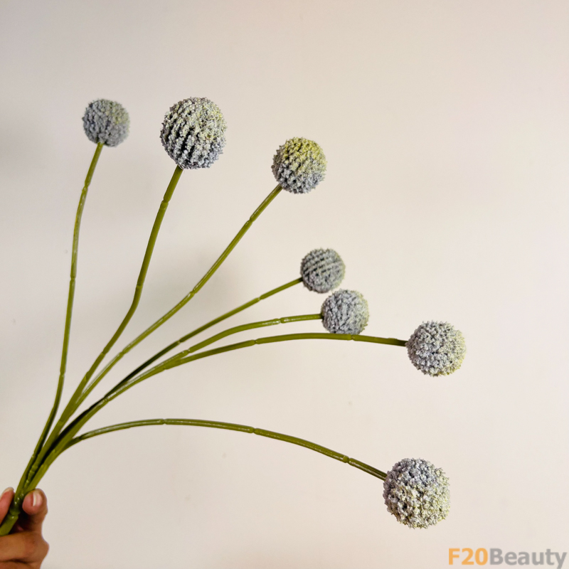 Sự Mê Hoặc Tự Nhiên: Cúc Ping Pong Xanh Rêu và Vẻ Đẹp Tinh Khoảnh Khắc