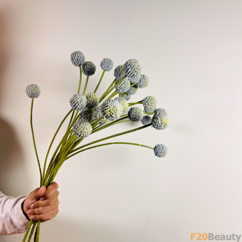 Hoa cúc Ping Pong xanh rêu