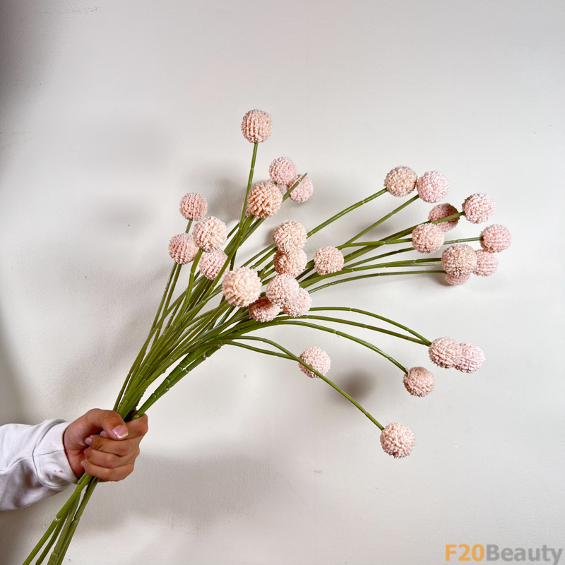 Hoa cúc Ping Pong hồng nhạt