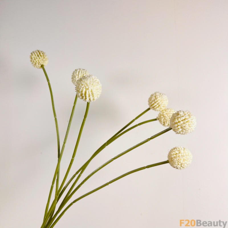 Hoa cúc Ping Pong màu trắng