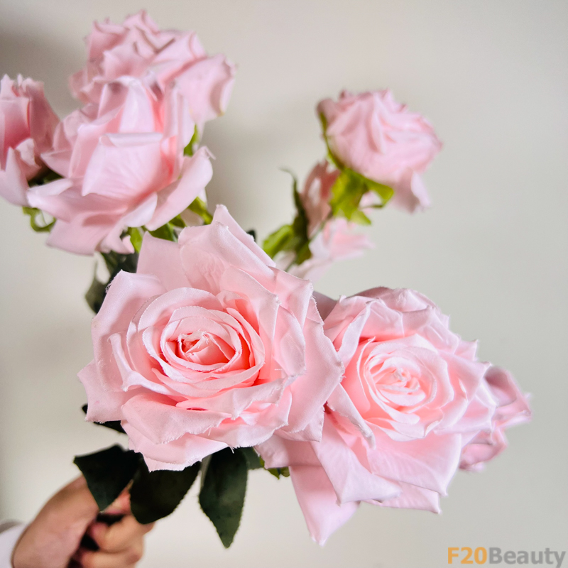 Hòa Mình Trong Sắc Hồng Nhẹ Nhàng: Hoa Hồng Rosa Schnnewittchen