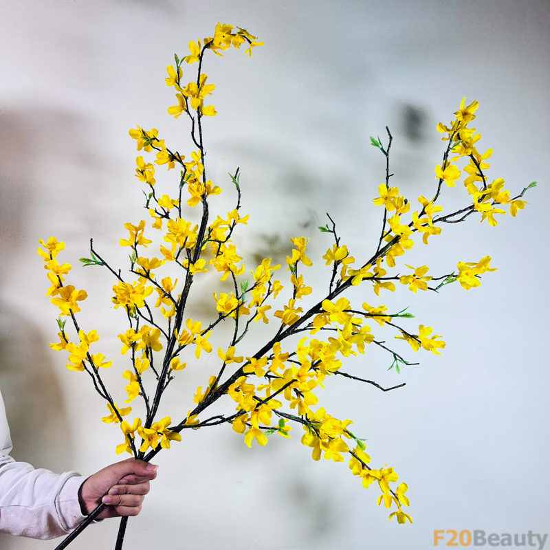 Hòa Mình Trong Ánh Sáng: Cành Hoa Mai Vàng Rực Rỡ Trong Mùa Xuân