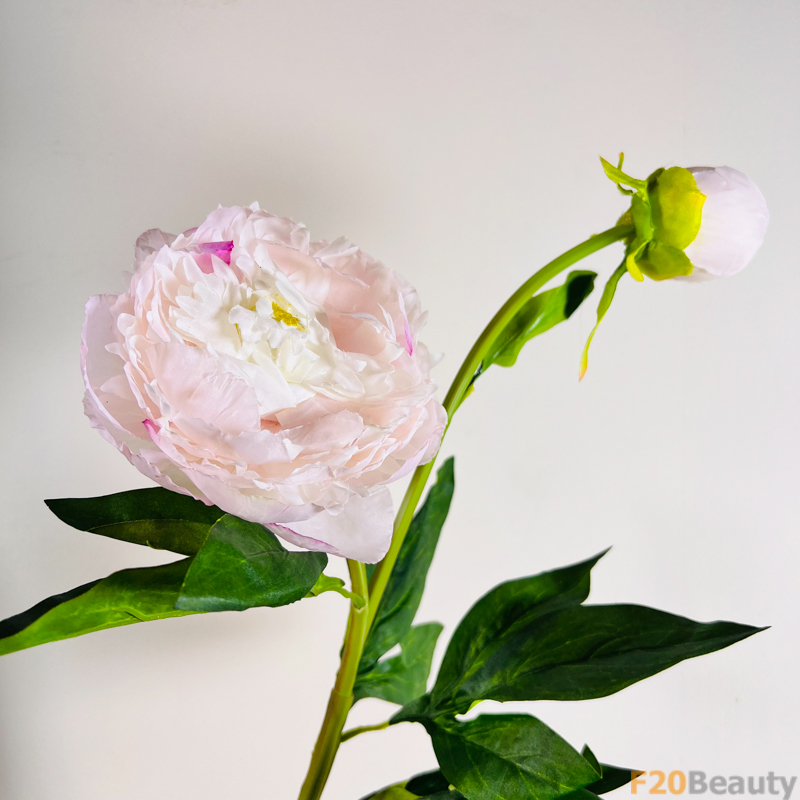 Hòa Quện Nét Mềm Mại: Hoa Bạch Thược Hồng Dịu Dàng