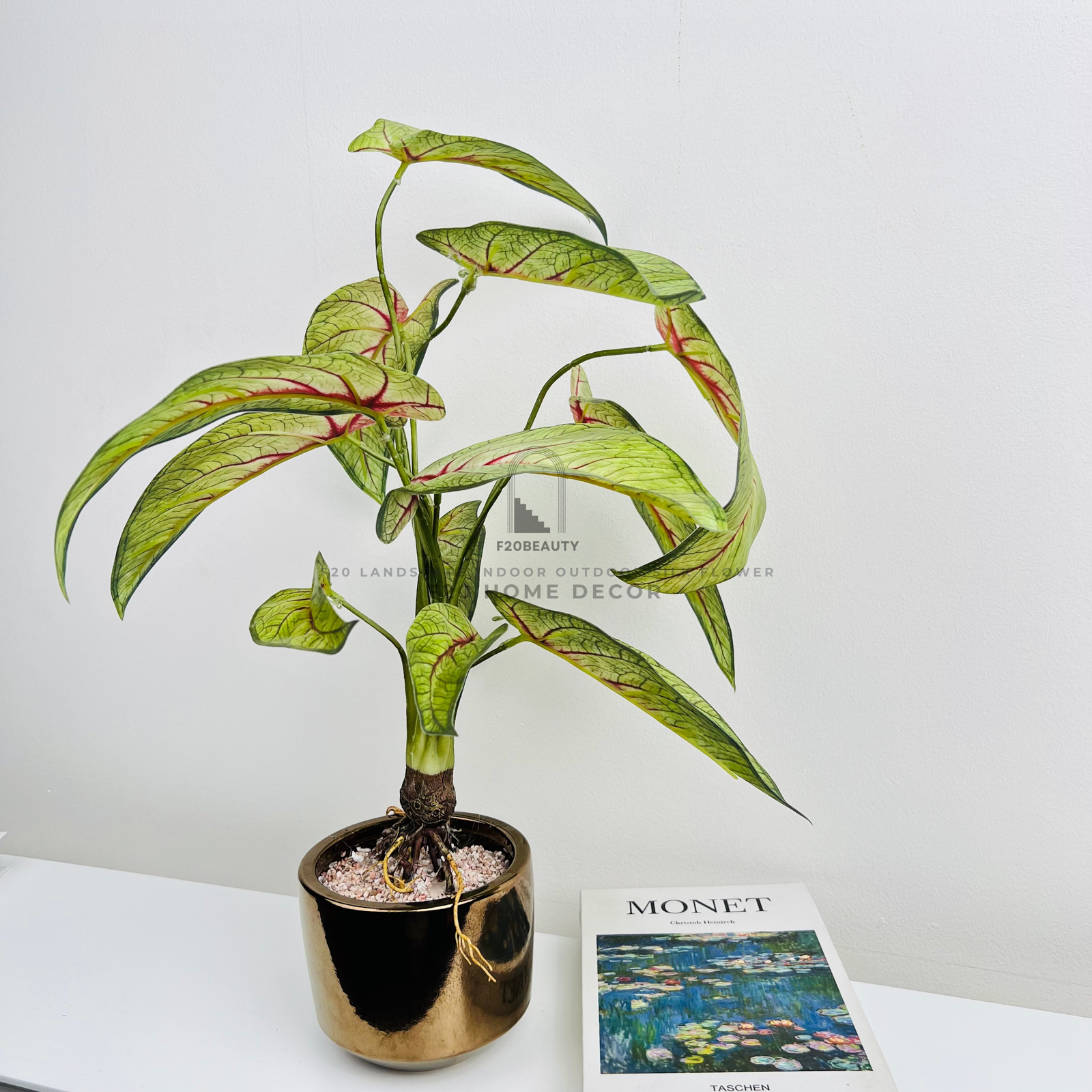 Chậu cây thiên thần tuyết giả để bàn góc tưới mới cho bàn ăn