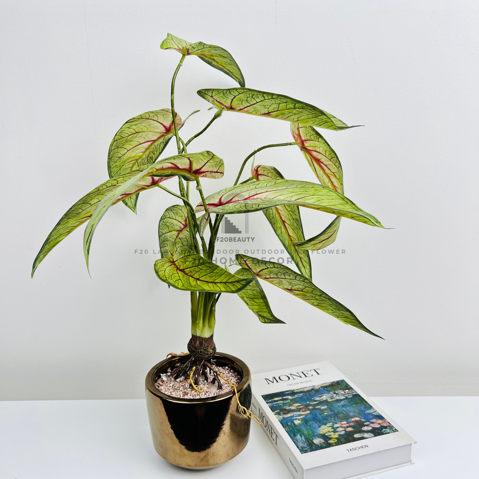 Chậu cây thiên thần tuyết giả để bàn