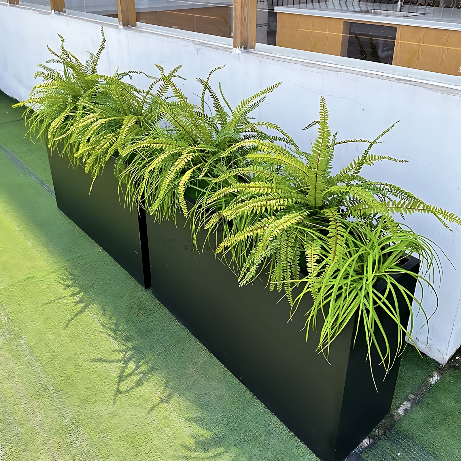 Trang trí quán cafe, văn phòng với hộp cây dương xỉ