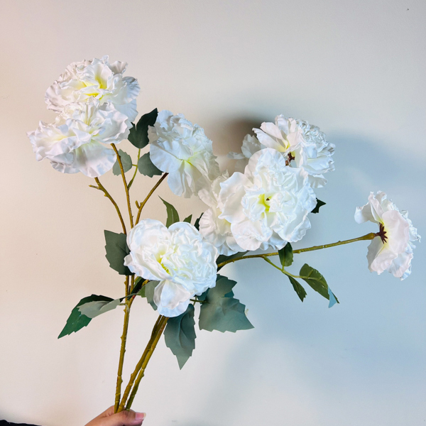 Hoa hồng Muscosa 4 bông màu trắng