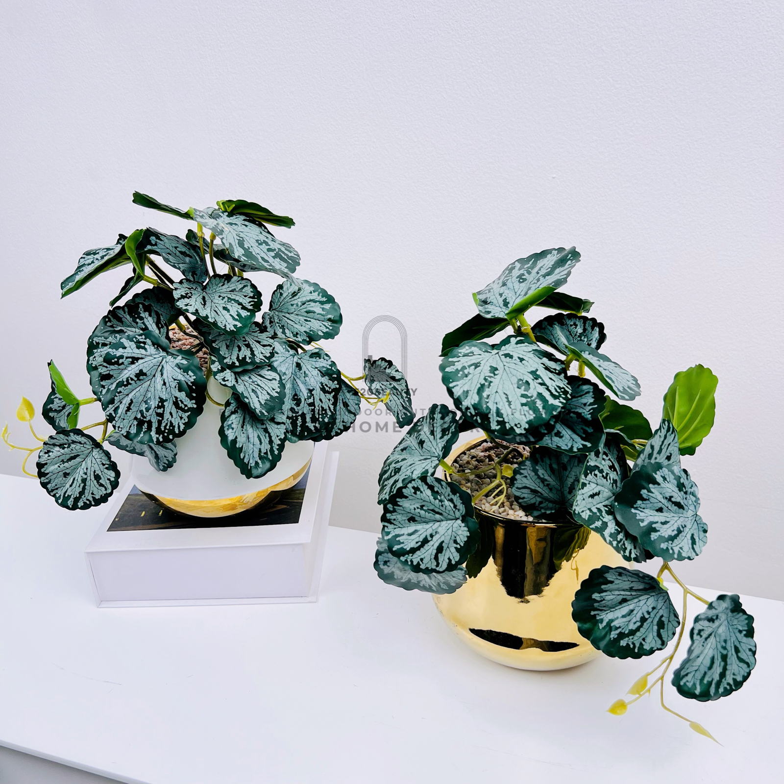 Chậu cây Philodendron lá tròn bạc giả để bàn trang trí phòng khách