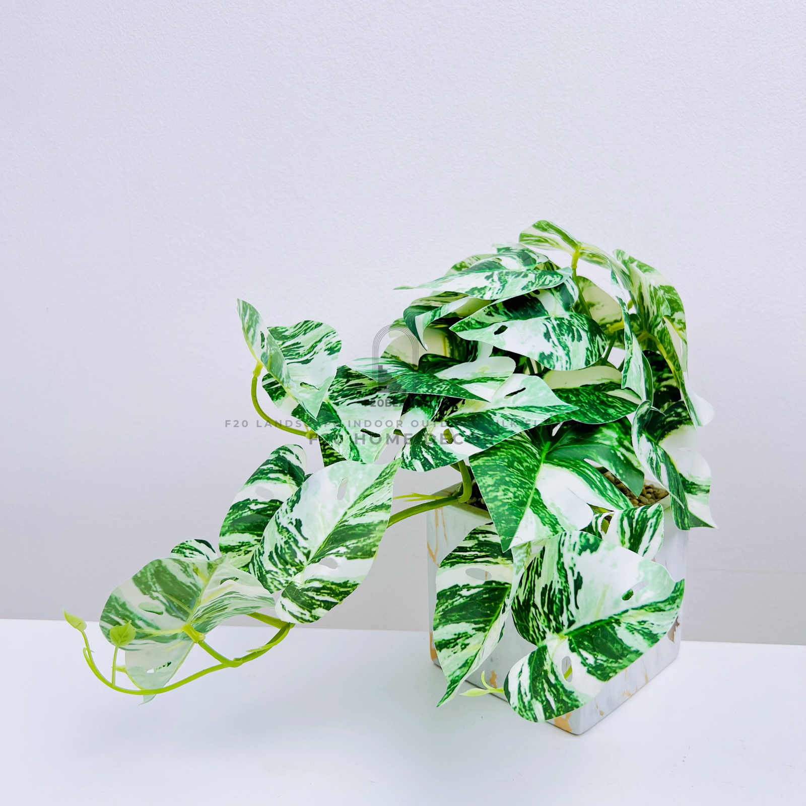 Chậu cây Monstera Albo mini giả để bàn