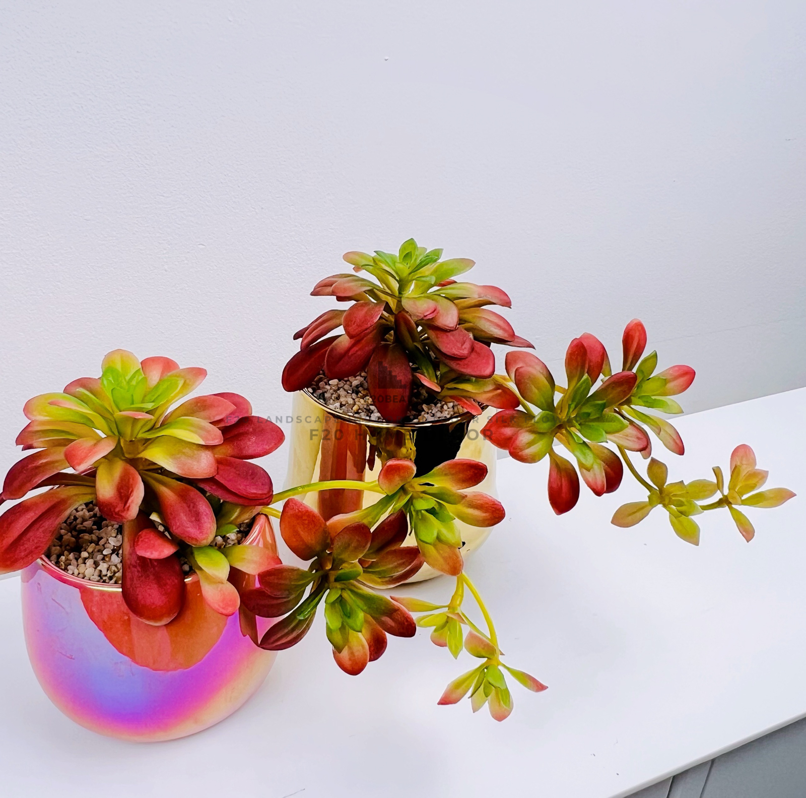 Chậu sen đá giả Red Pinky để bàn trang trí bàn làm việc