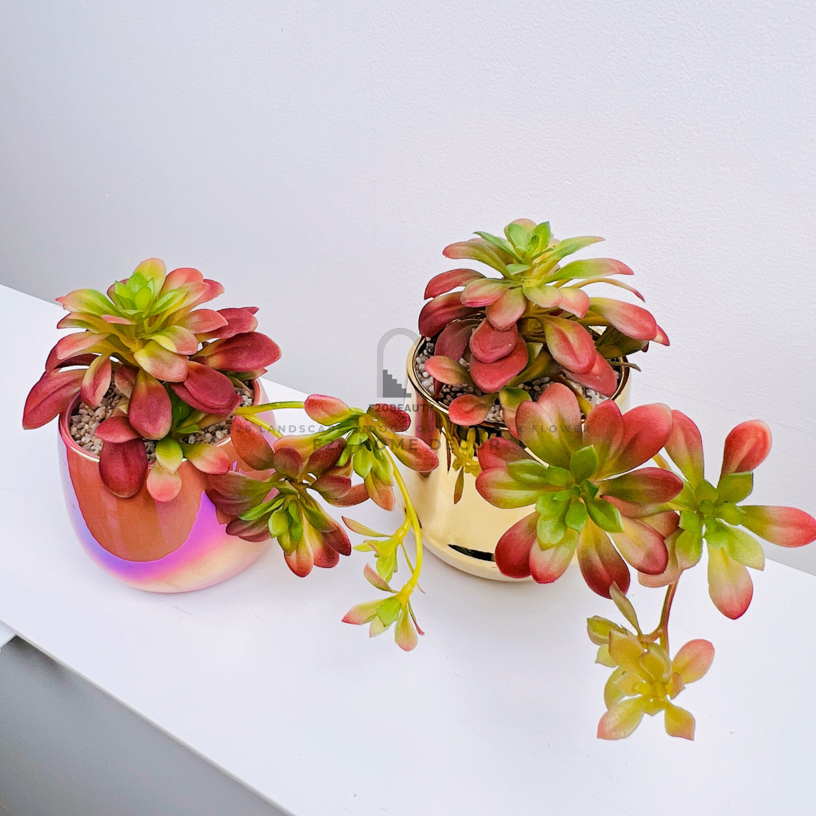 Chậu sen đá giả Red Pinky để bàn trang trí phòng ngủ
