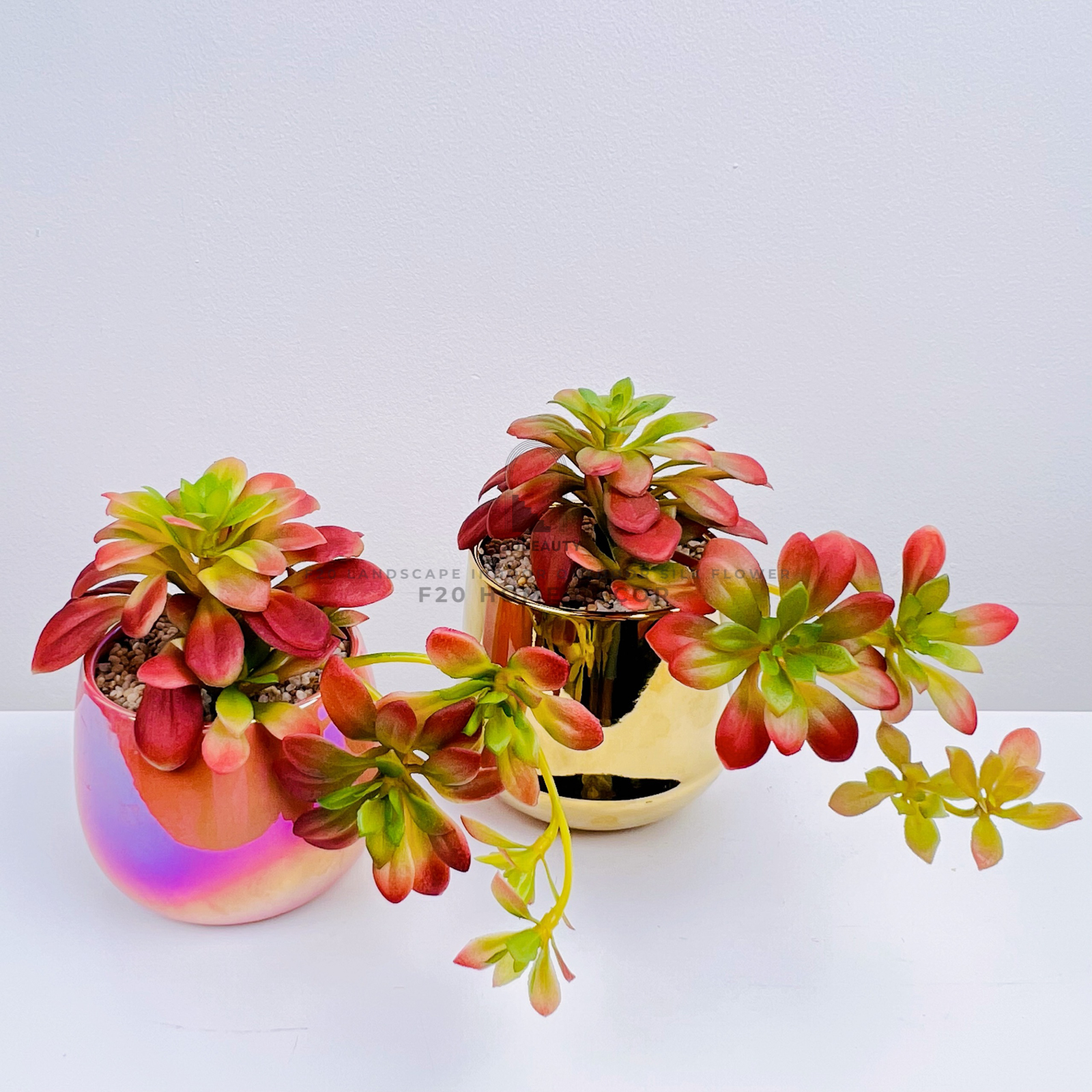 Chậu sen đá giả Red Pinky để bàn trang trí phòng khách