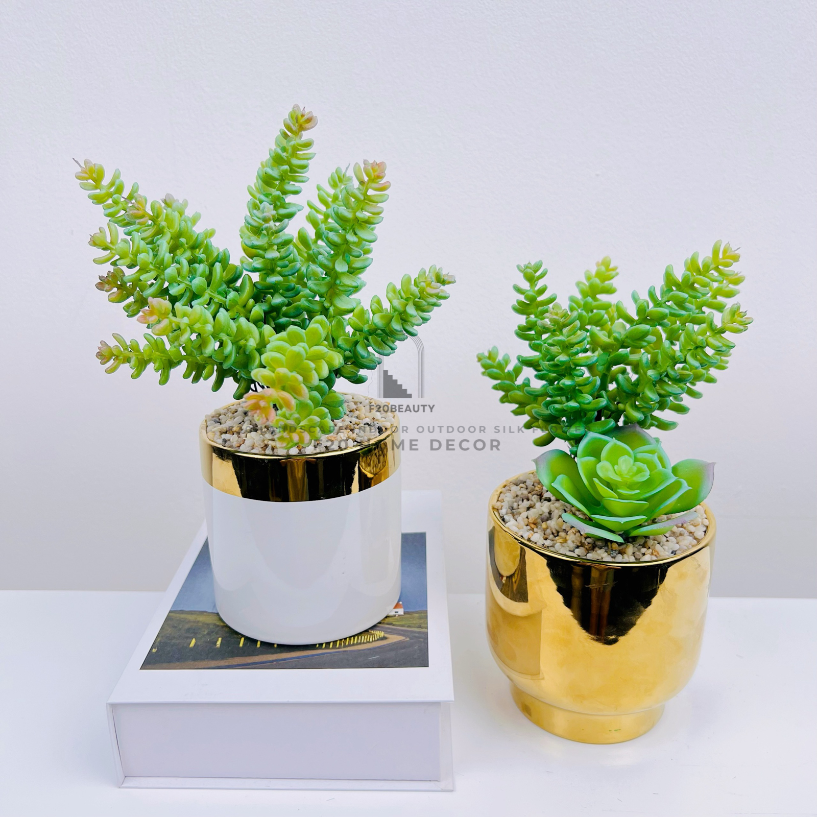 Chậu cây sen đá Sedum giả để bàn
