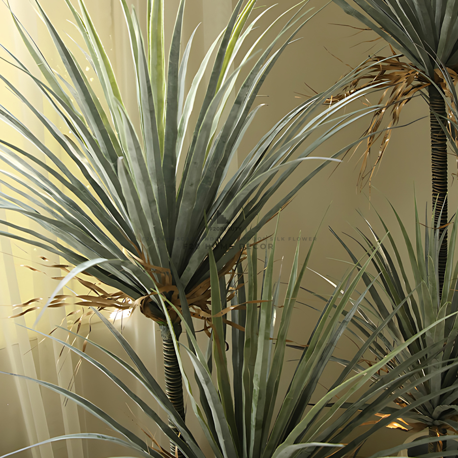 Chi tiết hình ảnh cây phất dụ rồng