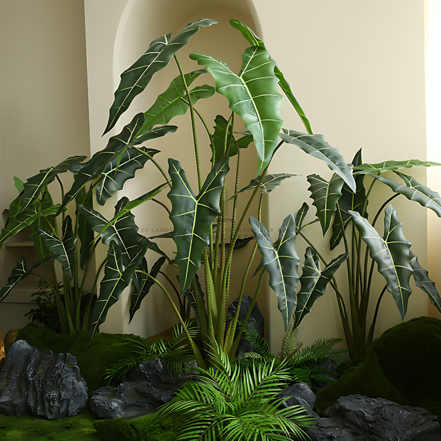 Cây Môn Quan Âm giả