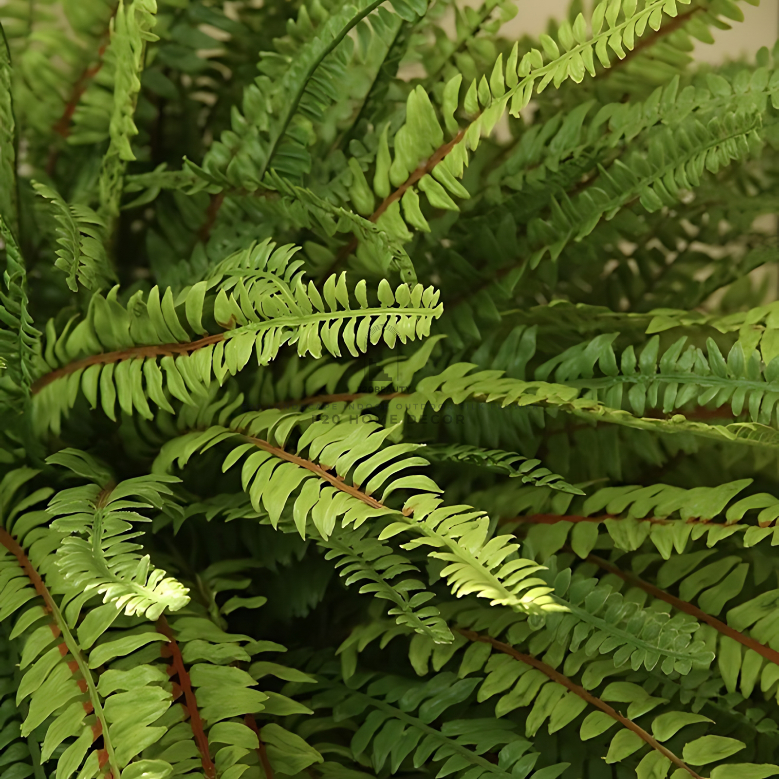 Hình ảnh chi tiết cận cảnh cành lá cây dương xỉ Ba Tư