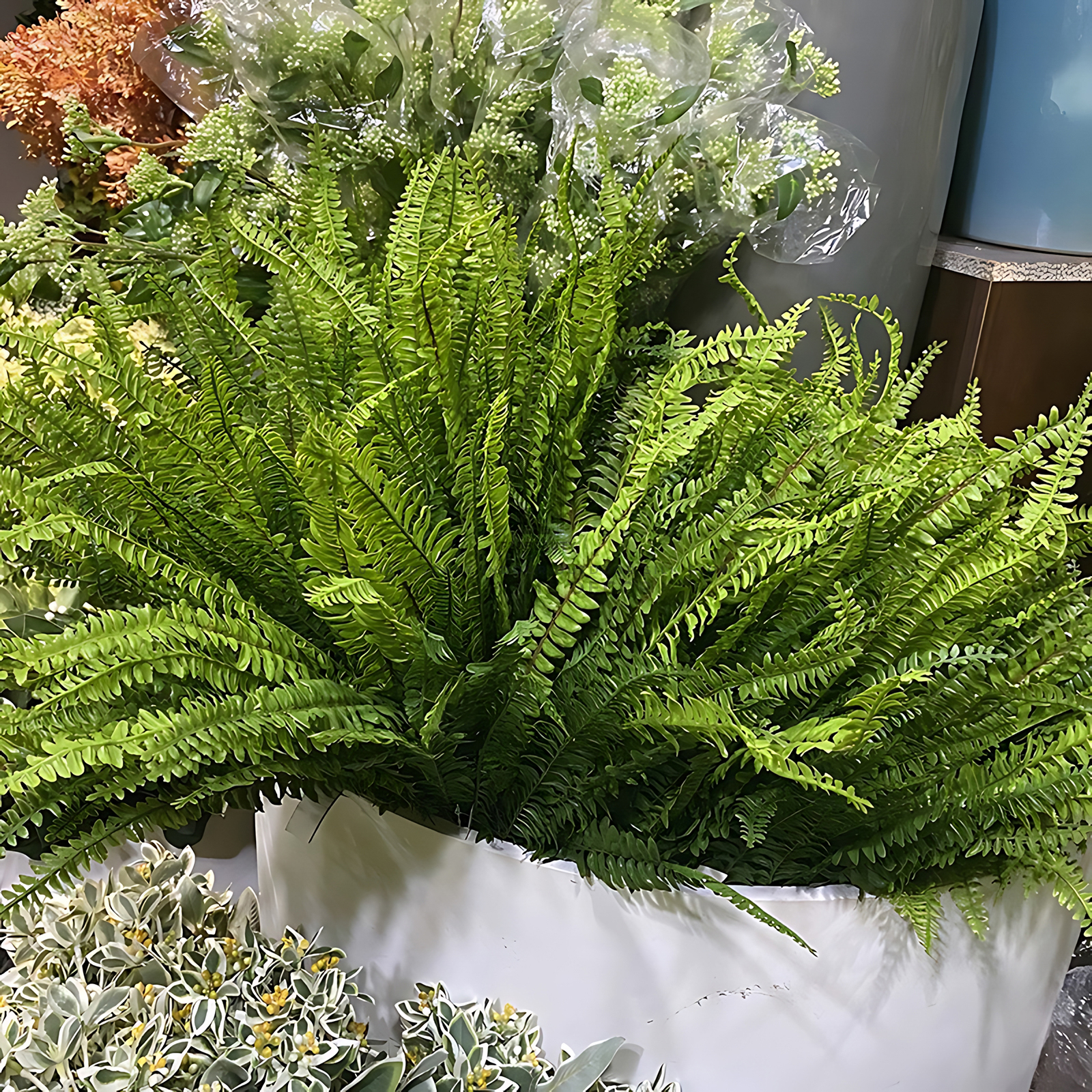 Hình ảnh chi tiết bồn cây dương xỉ Ba Tư đẹp sống động như thật