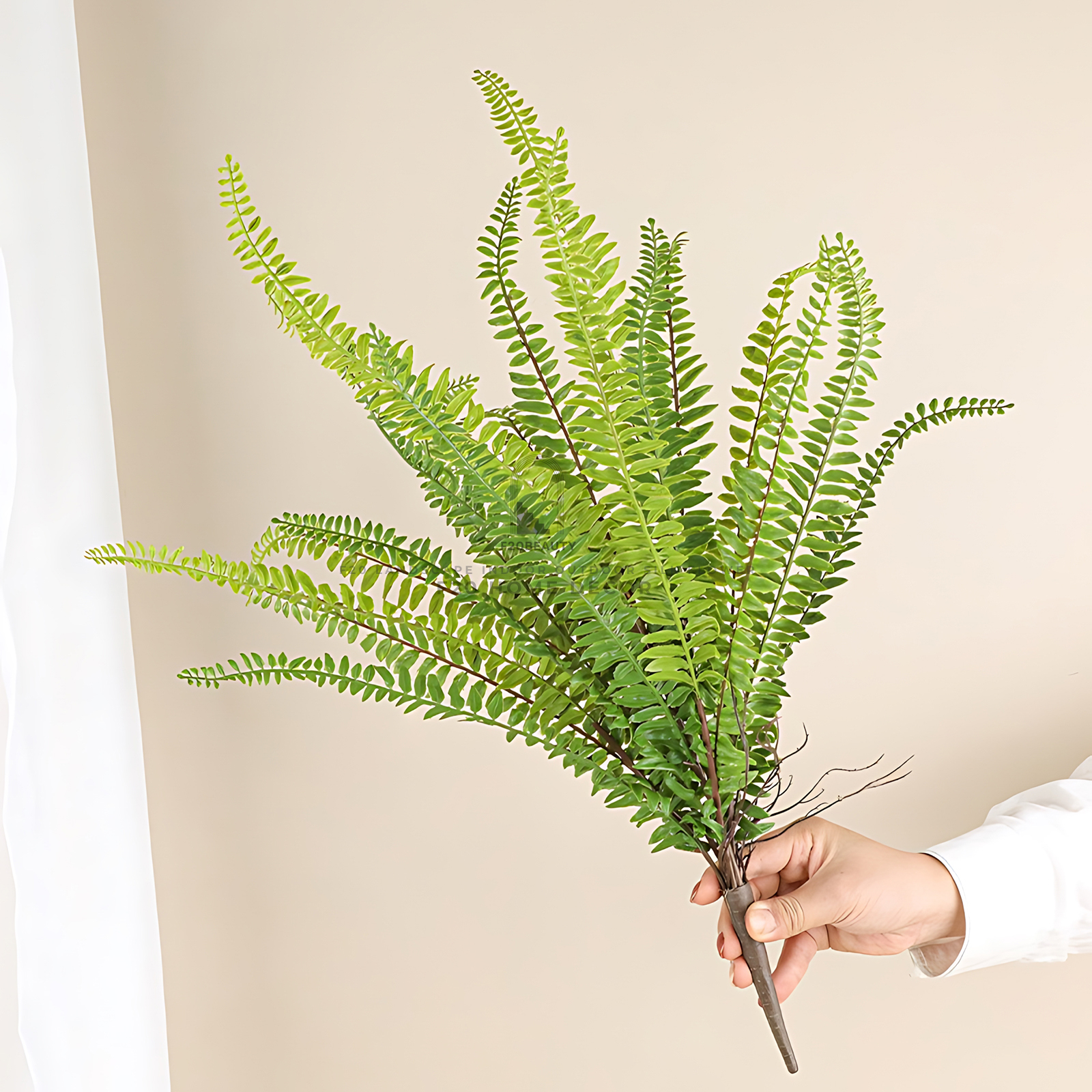 Hình ảnh chi tiết cành cây dương xỉ ba tư - Vẻ đẹp tự nhiên đến từ phong cách nhiệt đới