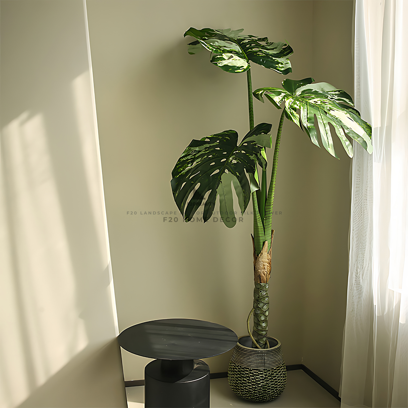 Hình ảnh cây trầu bà đột biến giả thân cao 180 cm